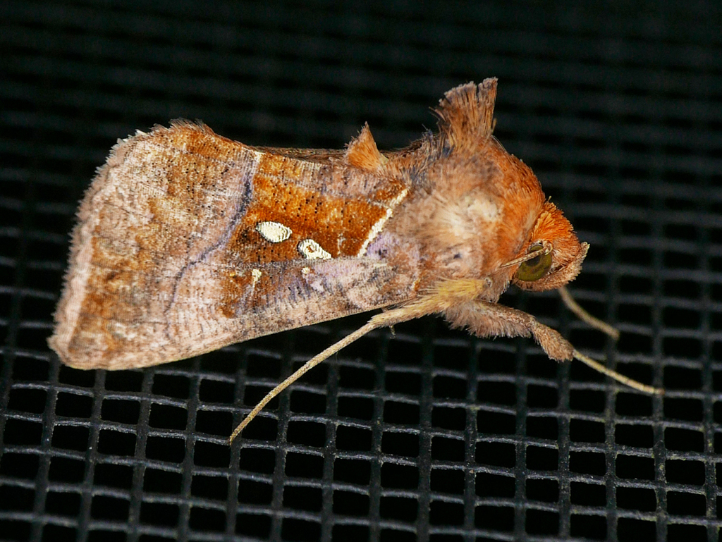 Pink-washed Looper Moth