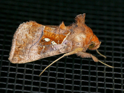 Enigmogramma basigera Walker, 1865