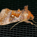 Pink-washed Looper Moth - Photo (c) krancmm, some rights reserved (CC BY-NC), uploaded by krancmm