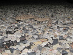 Crotalus cerastes cerastes
