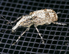 Meconemus infuscatus