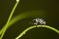 Geraeus