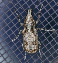 Meconemus infuscatus
