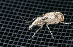 Meconemus infuscatus