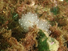 Clavelina pseudobaudinensis