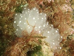 Clavelina pseudobaudinensis