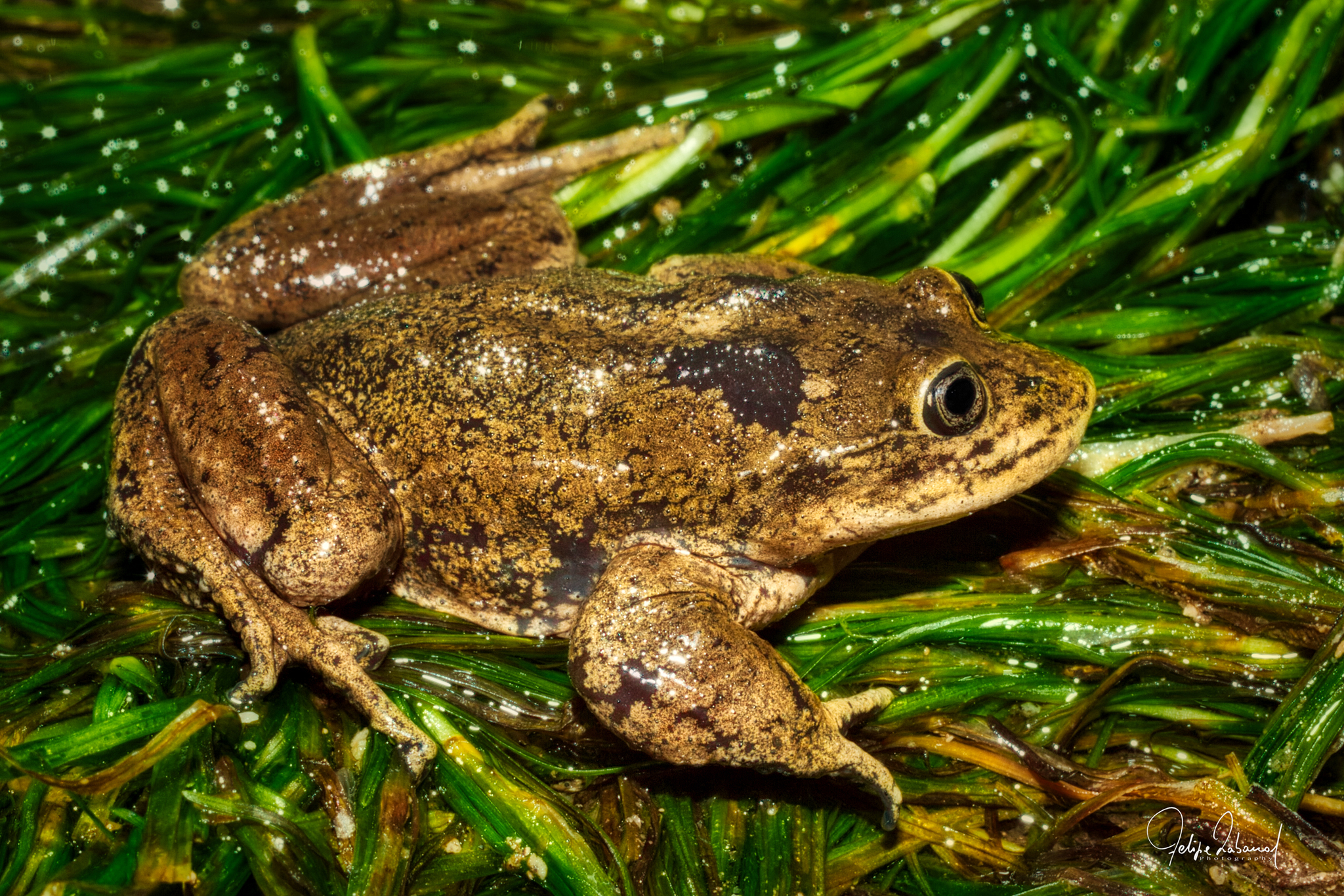 Hall's Water Frog photo 6