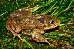 Hall's Water Frog photo 2