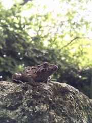 Glandirana rugosa