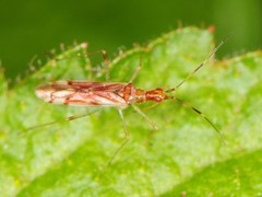 Dicyphus famelicus
