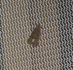 Dichomeris punctipennella