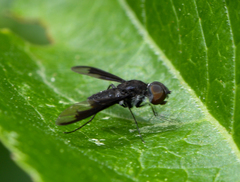Anthrax argyropygus