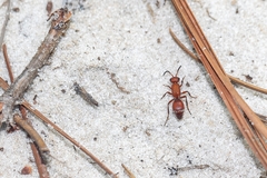 Timulla ornatipennis