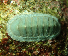 Tripoplax regularis
