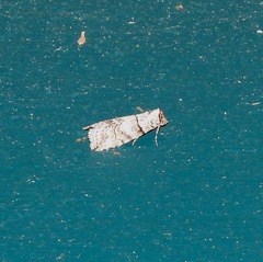 Calathusa hypotherma