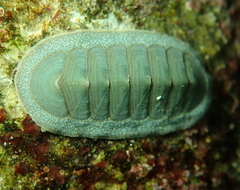 Tripoplax regularis