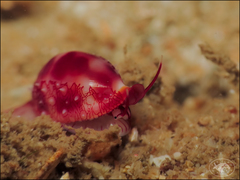 Testudovolva nipponensis