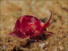 Testudovolva nipponensis