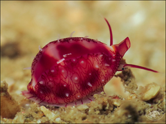 Testudovolva nipponensis