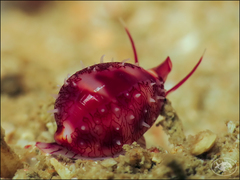 Testudovolva nipponensis