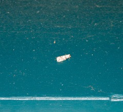 Calathusa hypotherma