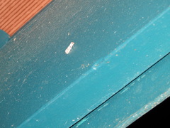 Calathusa hypotherma