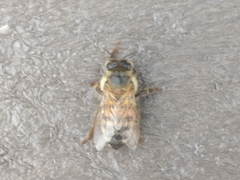 Apis mellifera