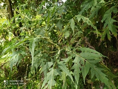 Ambrosia arborescens