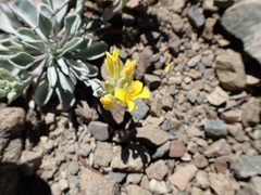 Physaria occidentalis