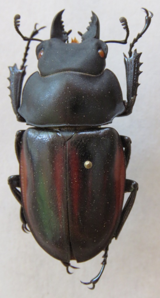 Neolucanus fiedleri