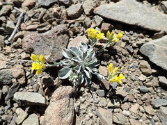 Physaria occidentalis
