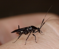 Pseudomops albostriatus