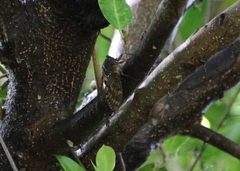 Graptopsaltria bimaculata