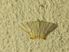 Phrygionis platinata