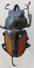 Neolucanus parryi