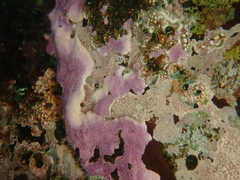 Stylantheca papillosa