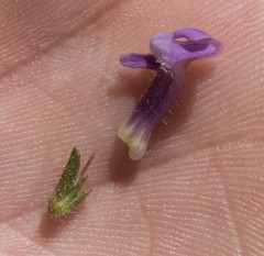 Sairocarpus vexillocalyculatus breweri