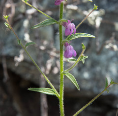 Sairocarpus vexillocalyculatus breweri