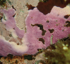 Stylantheca papillosa