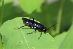 Lagium atroviolaceum