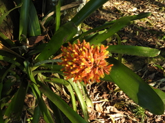 Aechmea caudata