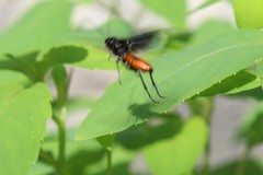 Lagium atroviolaceum