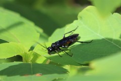 Lagium atroviolaceum