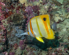 Chelmon rostratus