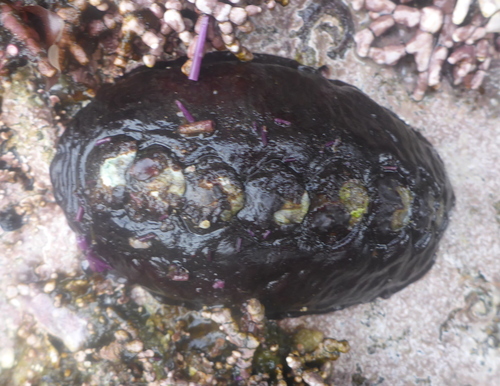 Black Leather Chiton