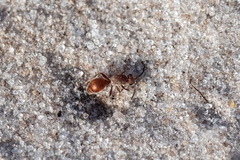 Dasymutilla arenerronea