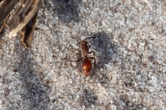 Dasymutilla arenerronea