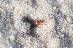 Dasymutilla arenerronea