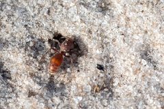 Dasymutilla arenerronea