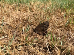 Cercyonis sthenele